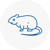 Rat Control Rawtenstall
