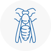 Rawtenstall Wasp Nest Removal